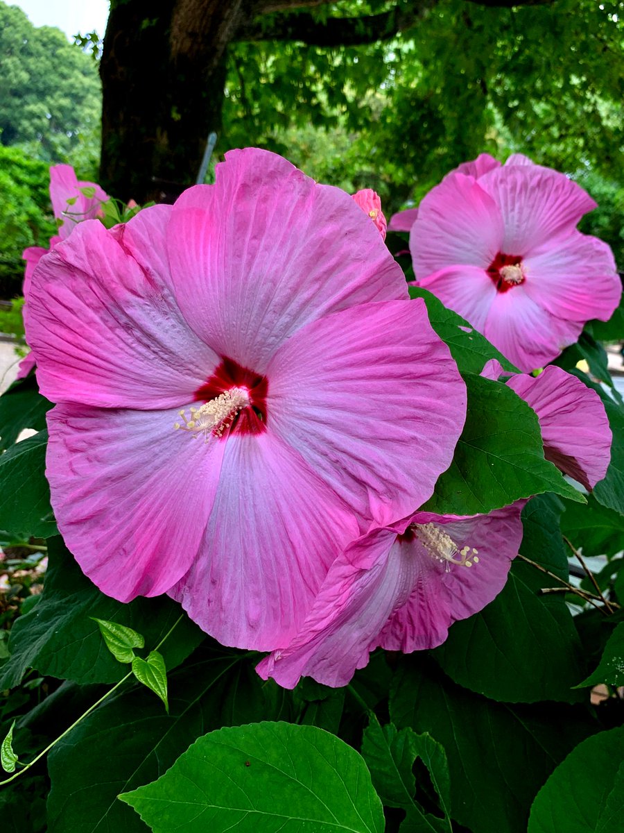 Uzivatel Cloudsailor 星羅の一日一花 Na Twitteru アメリカフヨウ アメリカ芙蓉 別名クサフヨウ 草芙蓉 太い茎に30 Cm程の巨大な5弁花を次々に咲かせる アオイ科フヨウ属 北米アラバマ州原産 Mallow Swamp Rose Mallow Crimsoneyed Rosemallow Eastern