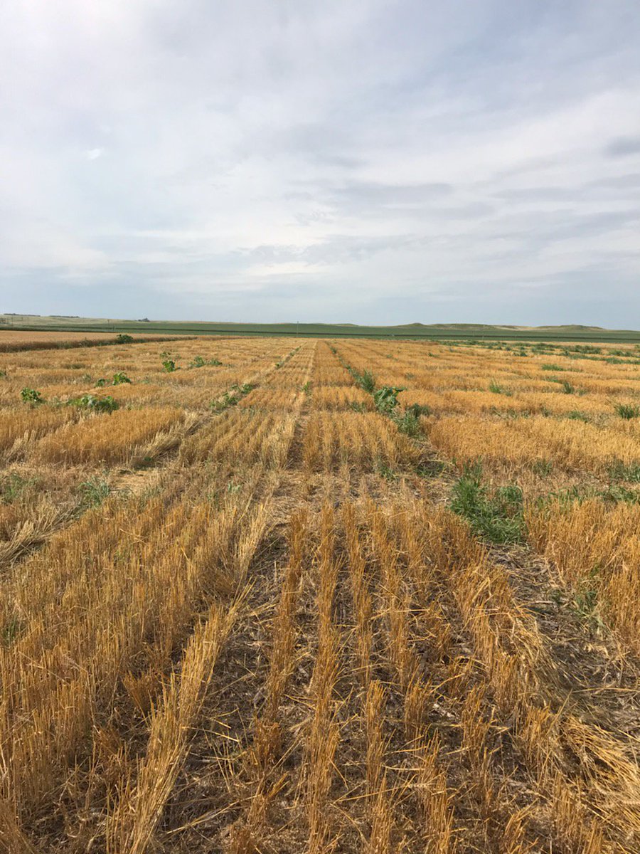 WheatInnovation's tweet photo. Good progress made in last two days. Two combines working in Winner. Heading home with loads of harvest bags.#wheatSD https://t.co/J8sRWKCvJK