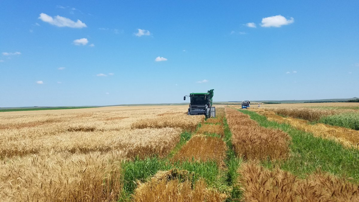 WheatInnovation's tweet photo. Good progress made in last two days. Two combines working in Winner. Heading home with loads of harvest bags.#wheatSD https://t.co/J8sRWKCvJK