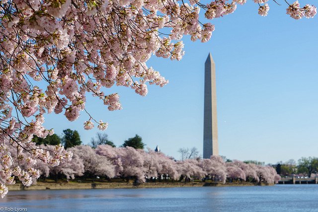 infidelity53223's tweet photo. (Cherry Blossom Tour) has been published on Nonpartisan Pedicab - https://t.co/5iN280t6WJ
#tourguidepress #sustainabletravel 
CHERRY BLOSSOM TOUR
Experience the world-famous Washington DC Cherry Blossoms the way they're meant to be seen. Easily move... https://t.co/Lvza8mOrae