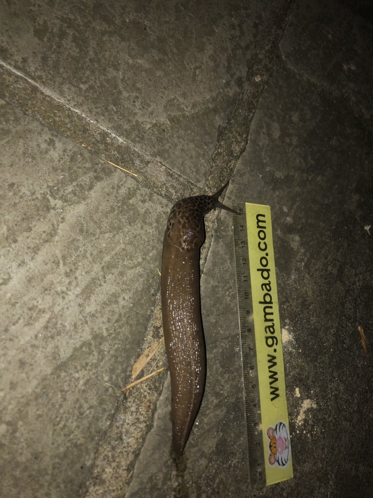 boycottbingo's tweet photo. Hi @SlugWatch I saw a very large slug in my garden tonigh which I nearly tripped over. Can you help me identify it please. I live in West Molesey, SURREY. Pictures provided. Thanks Scott https://t.co/EJhXt5iDaU