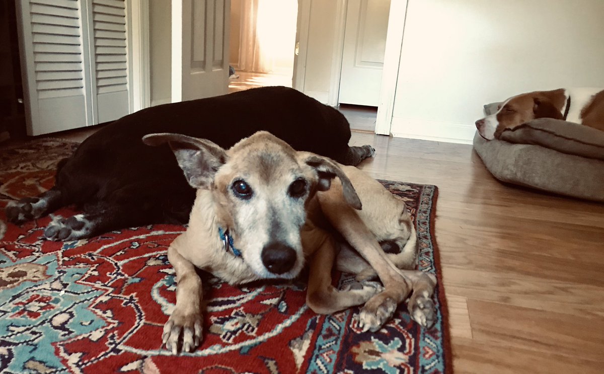 silverdogrescue's tweet photo. RICKY'S HOME 🏡 Little sweet Ricky is our first sanctuary doggie &amp; he will stay with us for the rest of his life. He is an angel ❤️
https://t.co/uHWS1bo6v2
#animalrescue
#dogsarefamily 
#whyweloveolddogs
#pets 
#dog 
#dogs 
#adoption 
#ilovedogs 
#seniordogs
#seniordog https://t.co/6mGn5dq81A