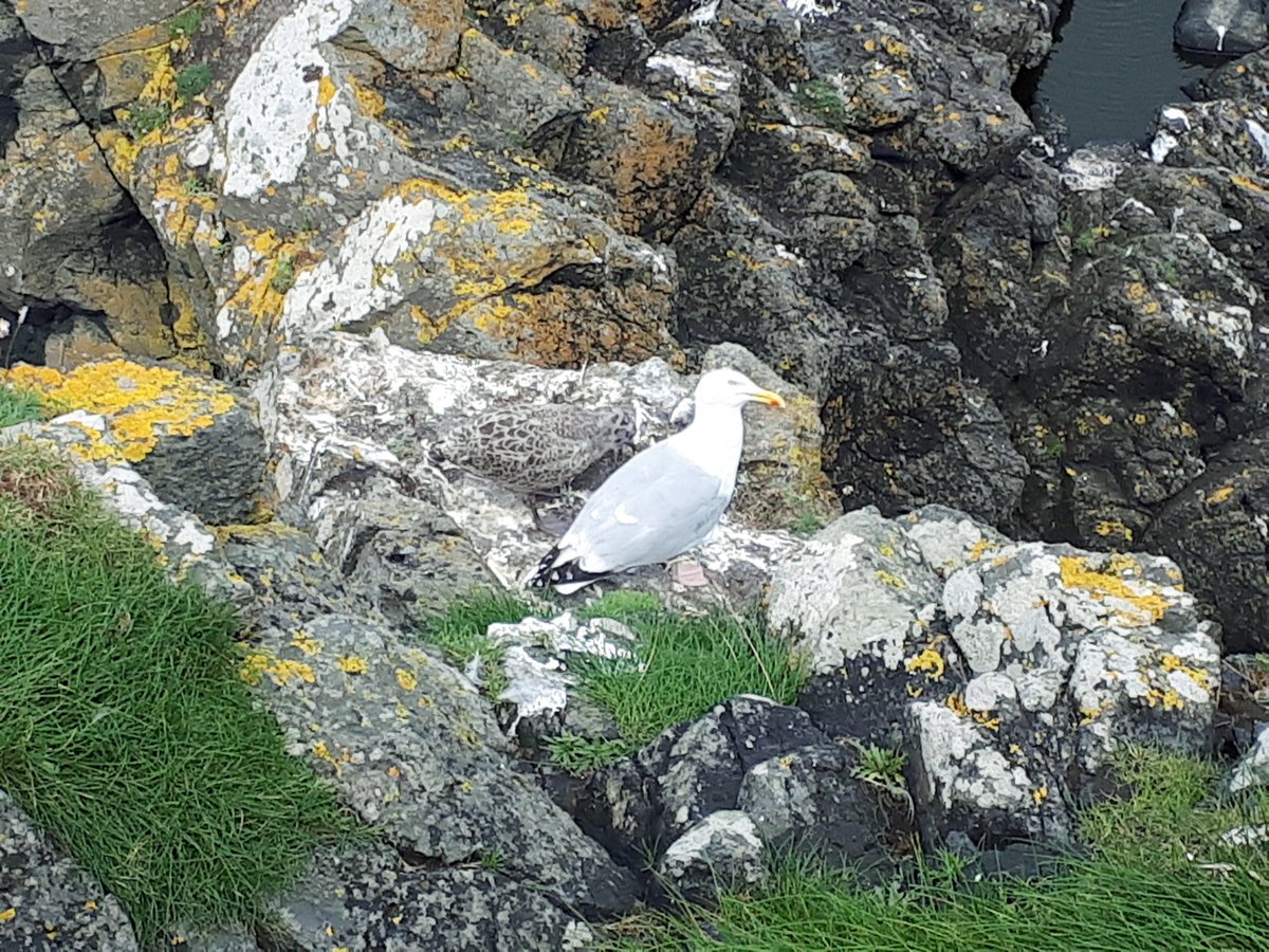 Ok it's quiz time.
How many birds do you see ? #NatureIsAmazing #SeaGulls #SeaGullChicks #Camouflage