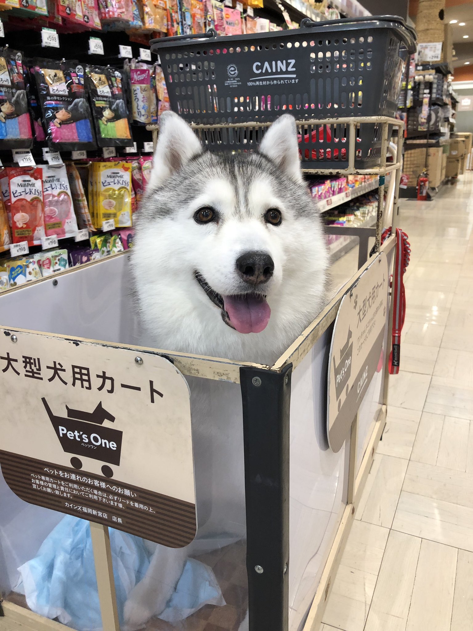 ハマジ 動物病院帰りにカインズ寄って犬猫ちゃん達のオヤツ買ったー カート乗ると出荷されてるみたいになるおシル T Co Hff2iiyadd Twitter