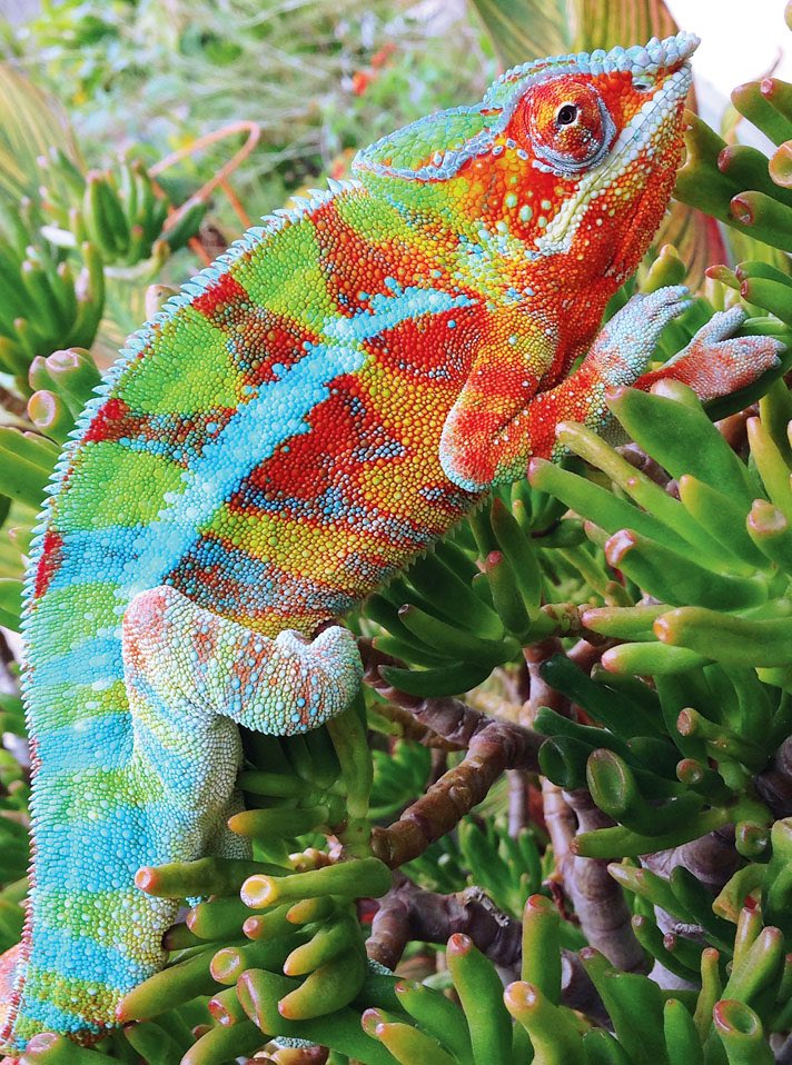 Panther chameleons from Madagascar are some of the dopest lizards around. They’re also some of the most colorful animals in the world, and their colors change depending on their mood, as well as light levels, temperature, and humidity. I want one.