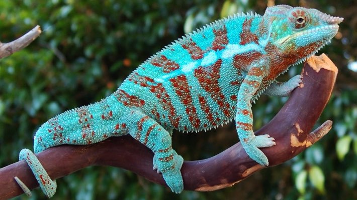 Panther chameleons from Madagascar are some of the dopest lizards around. They’re also some of the most colorful animals in the world, and their colors change depending on their mood, as well as light levels, temperature, and humidity. I want one.