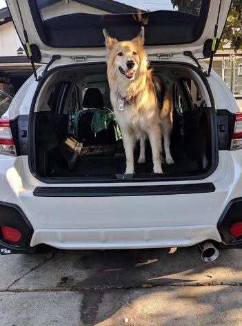 The dog approves of his seat, so should you!