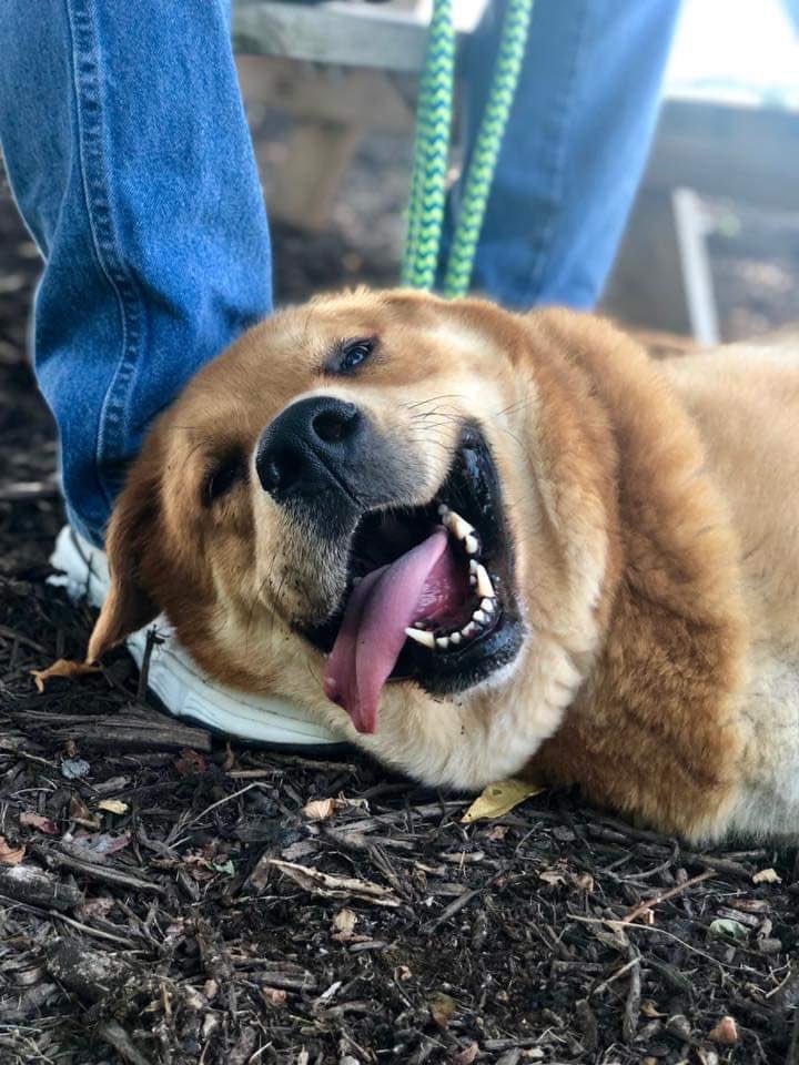 Doug says hi 👋🏼💜🐾 #happy #adoptable