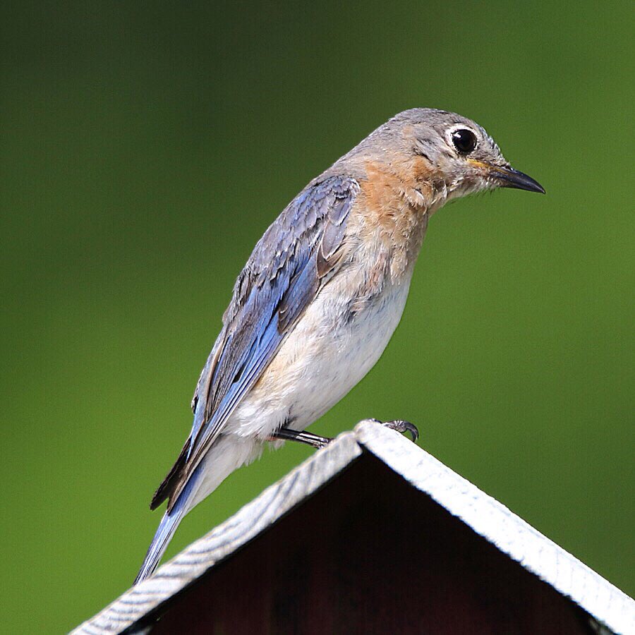 Youngsters in the backyard today. #redbelliedwoodpecker #blackcappedchickadee #easternbluebird #birdwatching #backyardbirds #tamronusa