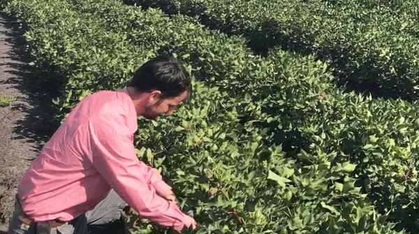 Pleasing to see the label extension for Dual Gold making a real difference in the field. This from <a href="/meganepwilliams/">Megan Williams</a> who caught up with <a href="/KennyMatt88/">Matt Kenny</a> to get his thoughts
syngenta.com.au/news/broadacre…