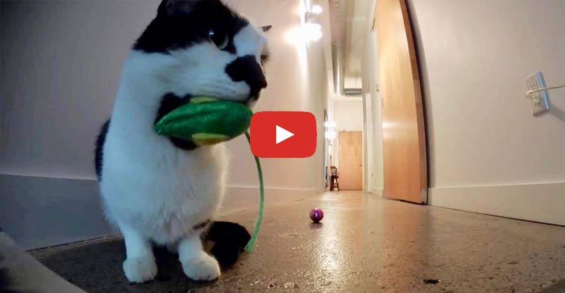 Animation_Press's tweet image. Do Cats Miss Us When We Leave? Well, I don’t think I’m ever leaving home again after seeing this! And if you know anyone who thinks cats don’t miss us when we leave, here’s your proof! CLICK to watch &amp;gt; bit.ly/2iPhH2D?utm_ca…