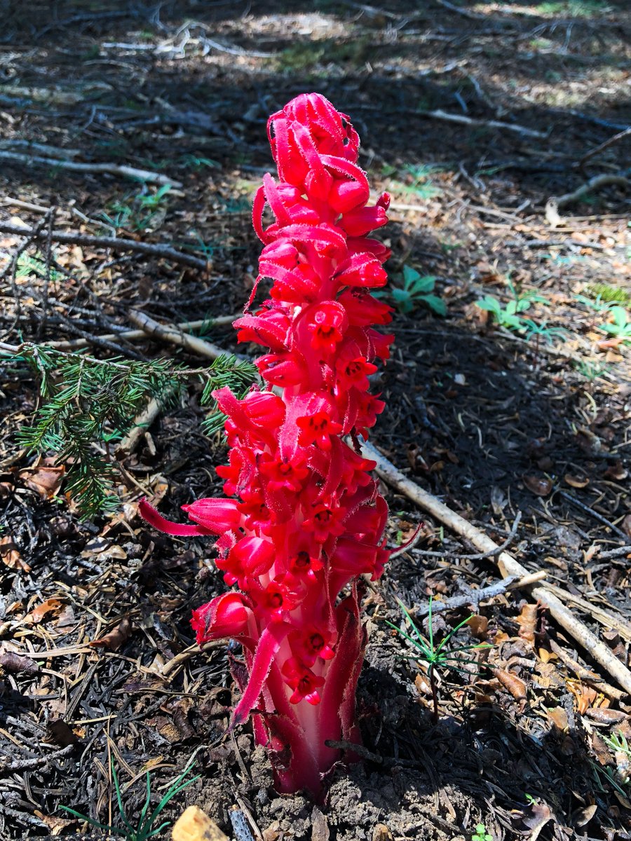 Snow plant