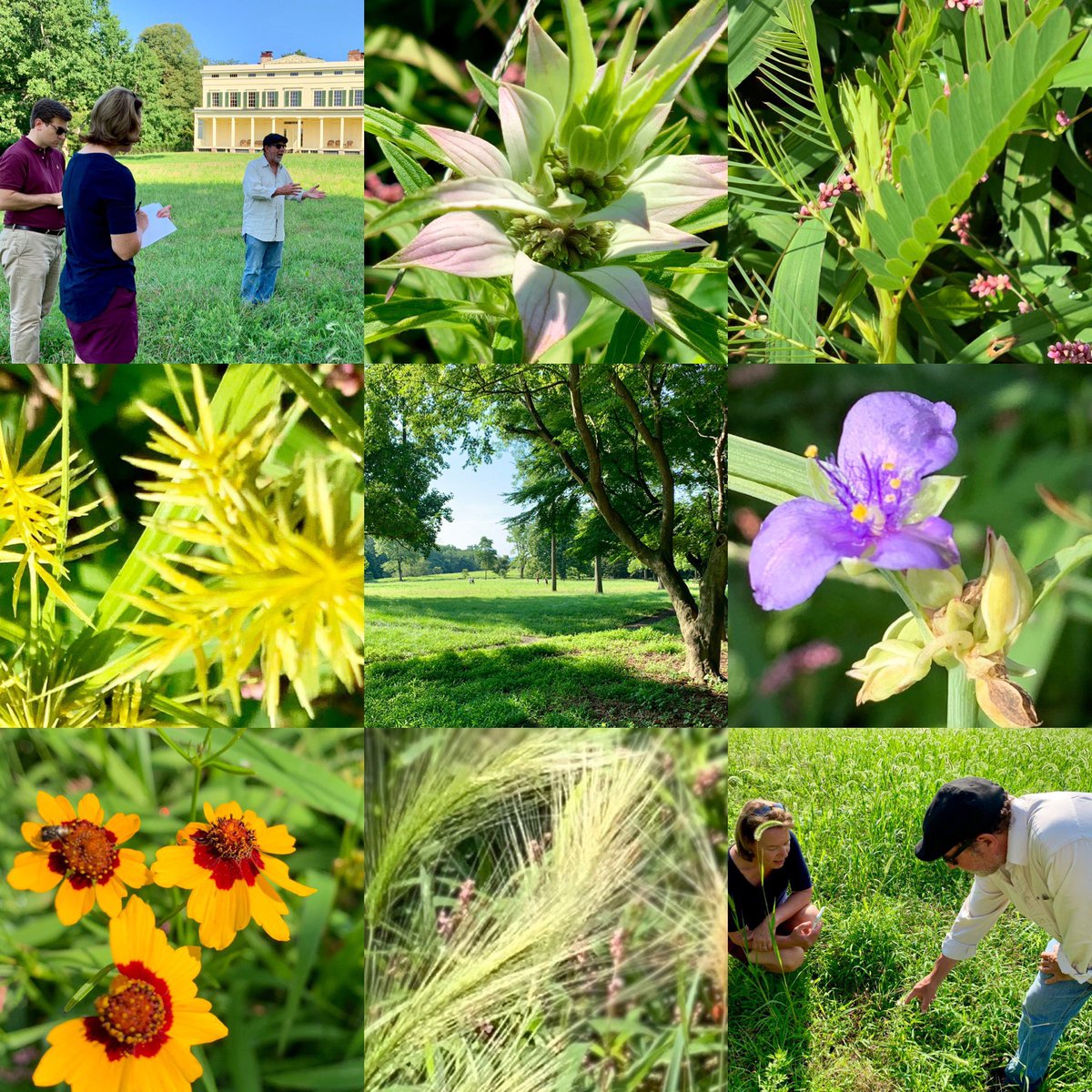 Jayheritage's tweet image. Jay Meadow progress! Walk early this morning with Larry Weaner highlighted the many native grasses and #wildflowers that are starting to come up in a 2 acre field that was once all invasive mugwort. Today we saw #foxtailbarley #coreopsis #sedge #spottedhorsemint and more