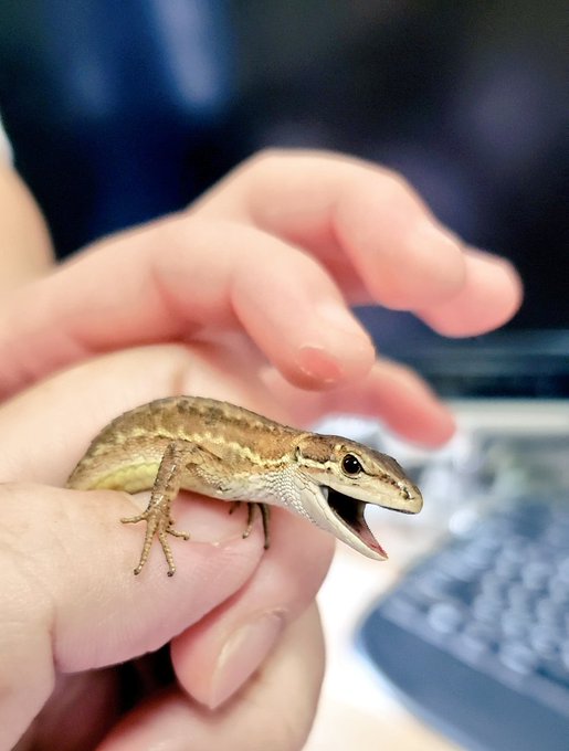 カナヘビのtwitterイラスト検索結果 古い順