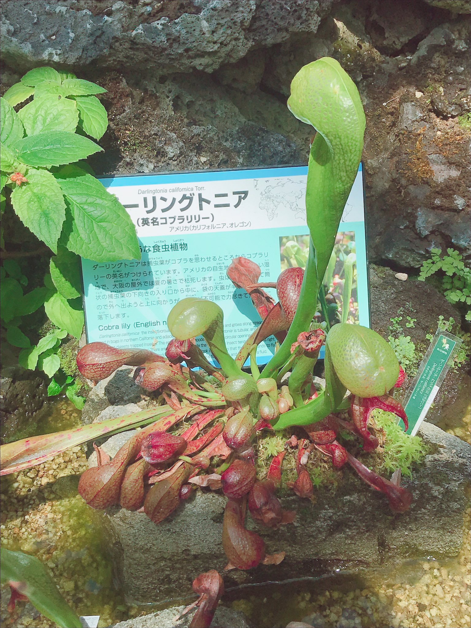 河合優花 食虫植物 Part2 バナナの木とその上にバニラの木があっていい匂いしたんよ ウツボカズラ 買いました ピンクの花かピーマンみたいなやつ変わってるやろ T Co Uqkoorz1r0 Twitter