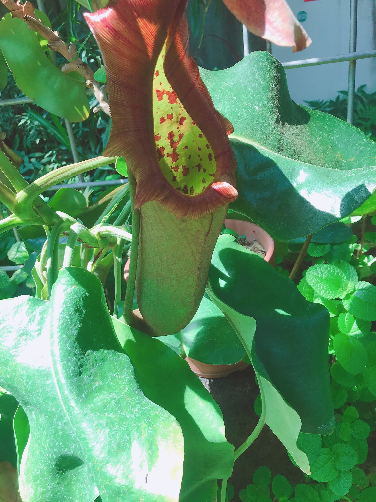 河合優花 食虫植物 Part2 バナナの木とその上にバニラの木があっていい匂いしたんよ ウツボカズラ 買いました ピンクの花かピーマンみたいなやつ変わってるやろ T Co Uqkoorz1r0 Twitter