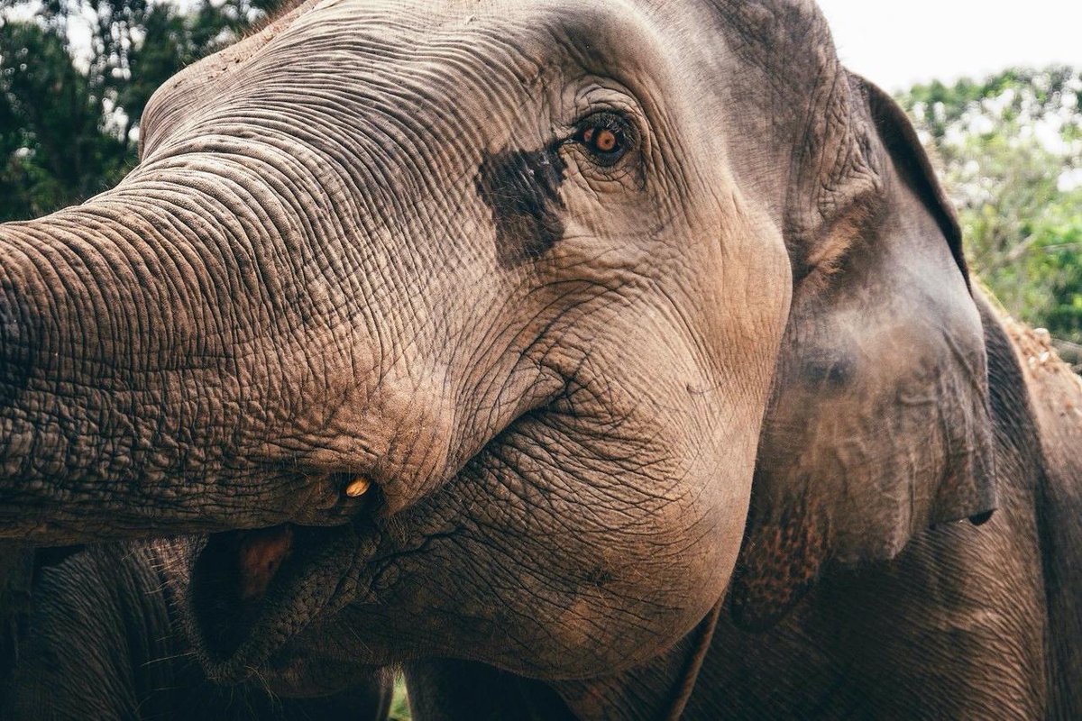 Chiang Mai Elephant Home tweet media