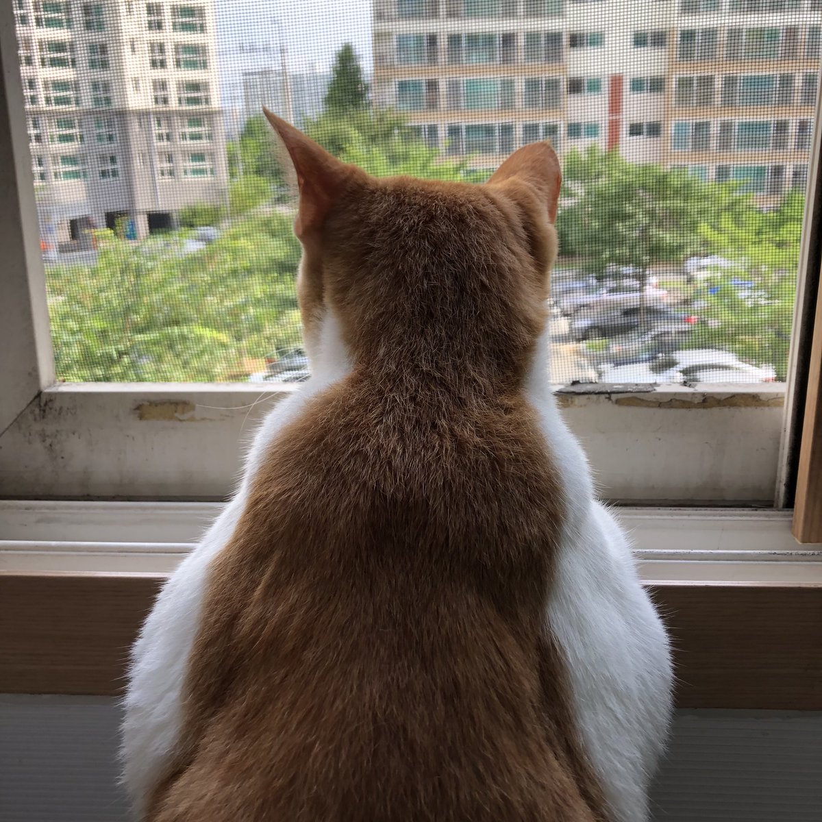 companynyang's tweet photo. 부르면 뒤돌아보는게아니라 고개를 뒤로젖히는 양파 ㅋ ㅋ

양파야~~~~                           또잉 ? https://t.co/wZqWGADRoD
