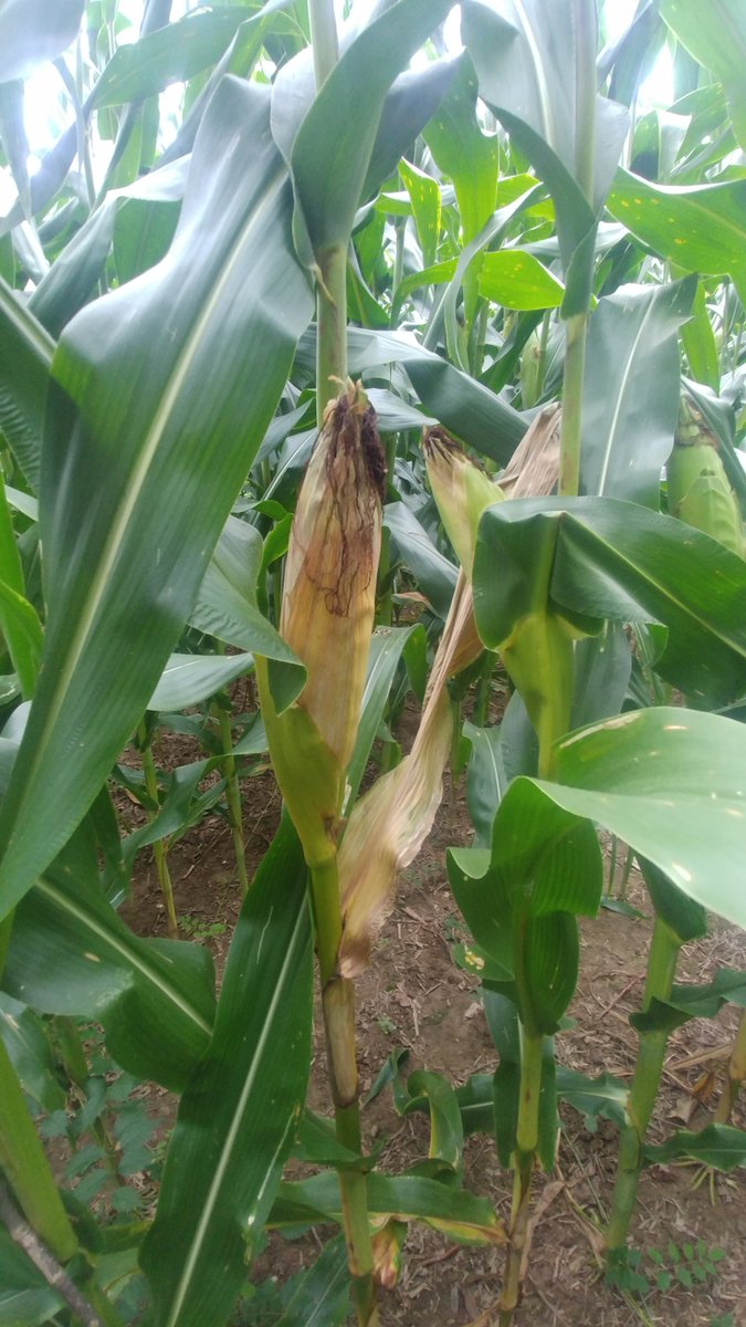 cropdoc08's tweet photo. Diplodia ear rot appearing in Kentucky corn fields. Look for bleached husks now while corn is still green to help determine incidence and severity in a field. See https://t.co/V5Ds37qq8p for more information! @corndisease https://t.co/fIaFBj2EYO