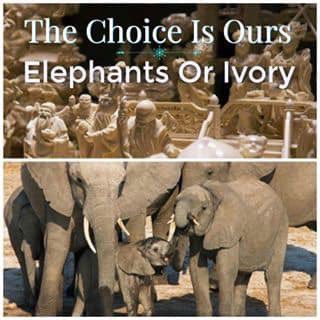 elephantsdc's tweet photo. Let us do all we can to save these species⚡️NO valid reason exists to justify perpetual #legal commercial trade in #endangered #mammals for #greed’s sake 🕊#HumanDecency #ChildrenLearn #EisforElephant NOT #EXTINCTION #BanIvorySales 🇺🇸💯🐘
#elephants #pangolins @CITES @WhiteHouse https://t.co/IDkwWgrsJ3