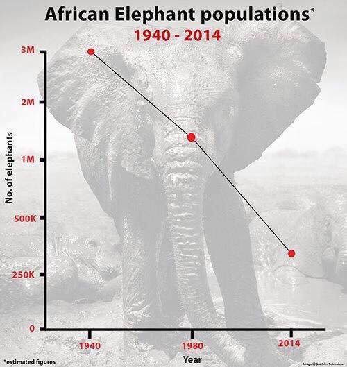 elephantsdc's tweet photo. Let us do all we can to save these species⚡️NO valid reason exists to justify perpetual #legal commercial trade in #endangered #mammals for #greed’s sake 🕊#HumanDecency #ChildrenLearn #EisforElephant NOT #EXTINCTION #BanIvorySales 🇺🇸💯🐘
#elephants #pangolins @CITES @WhiteHouse https://t.co/IDkwWgrsJ3