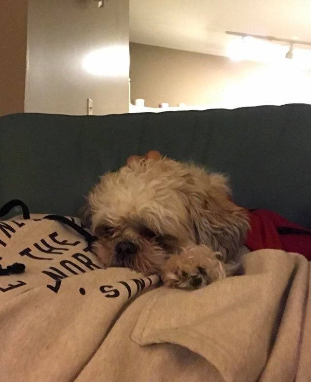 jennandoah's tweet photo. It is important that you see this dog whose paw looks like a tiny version of himself https://t.co/xTFvPoSteS