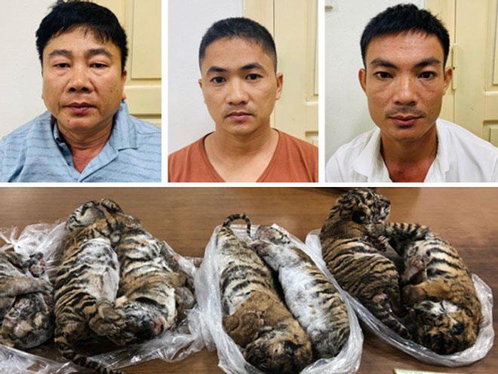 edu4naturevn's tweet photo. Three detained and 7 dead tiger cubs seized in a #Hanoi police bust: https://t.co/IlpRw233ev (Image credit - https://t.co/xZ1OkahApY) @WJCommission @MoveTheWorld @WWF_tigers @SVWpage https://t.co/M0dQZ7eubv
