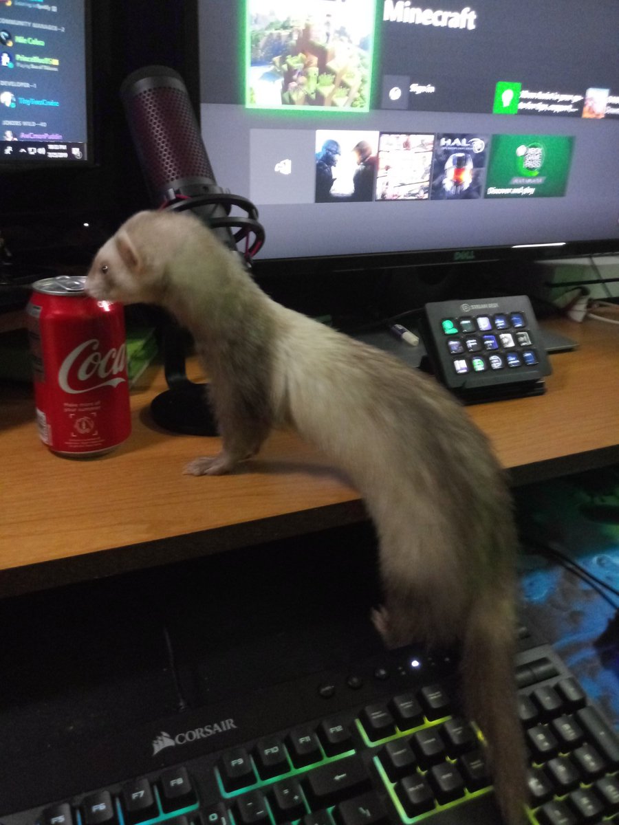 MrBassInYoFace's tweet photo. I've got a desk weasel trying to steal my soda! https://t.co/n0nM8xOQwO