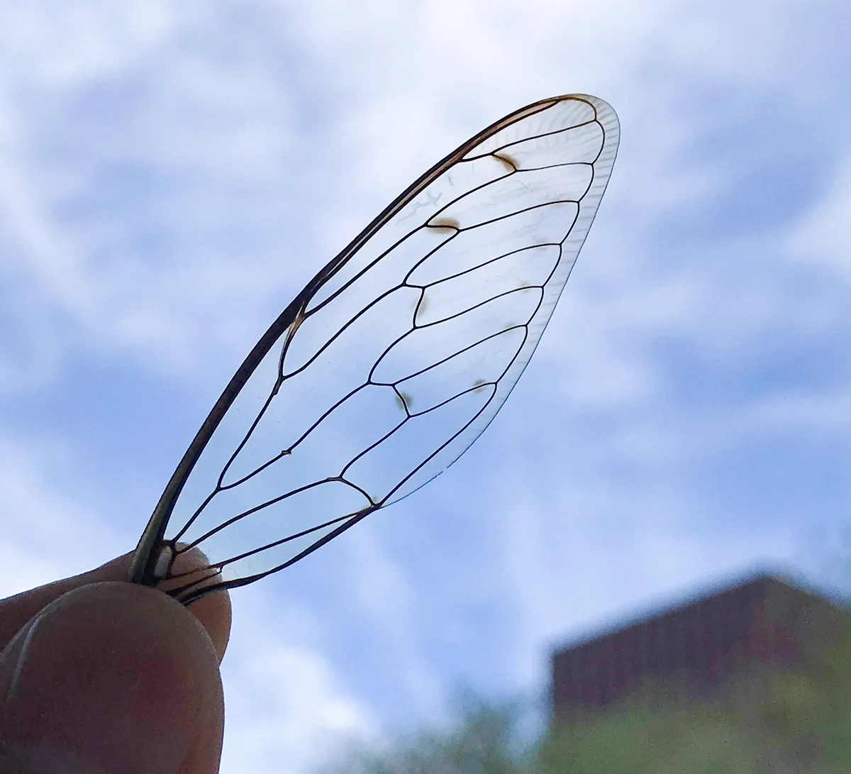 セミの翅の形をしたうちわ！？薄くてきれいに透き通っているのに耐久性もある！