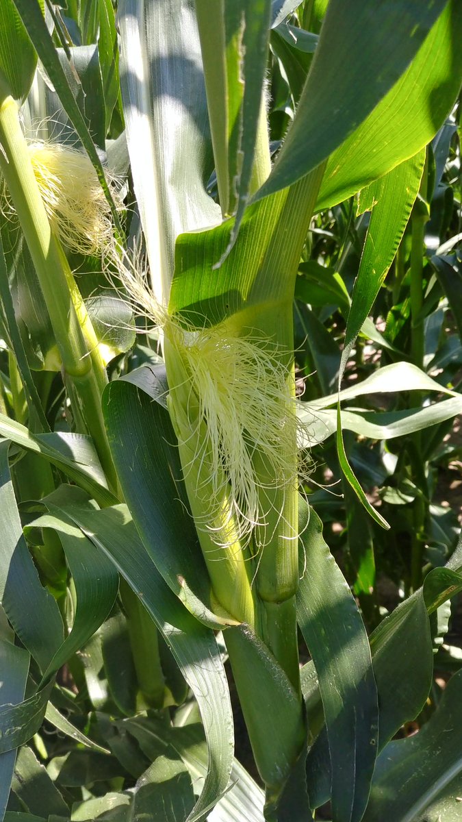 Lindsey Berg tweet media