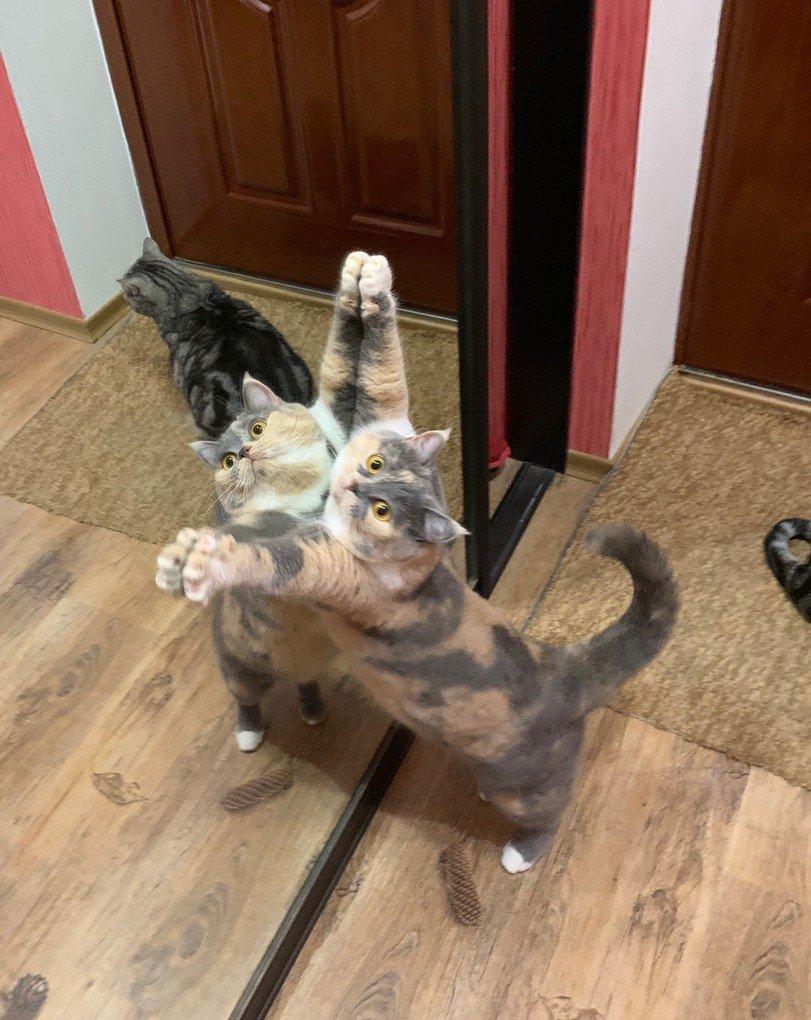 EAXv74yWwAABpas?format=jpg&name=medium