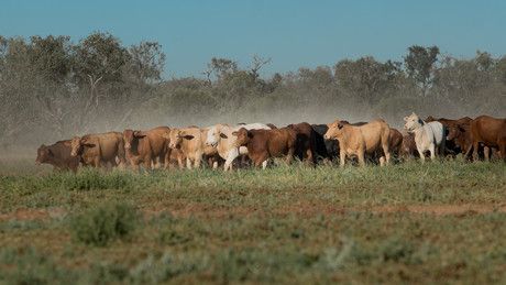 Cattle co puts carbon-neutral beef on the menu
Read more wf.net.au/2ycic0R cc @napcoau

#industrynews #cattle #carbonneutralbeef #sustainability #carbonneutrality #consumerdemand #enviromentallyconscious #animalcare #energymanagement #methane #innovation