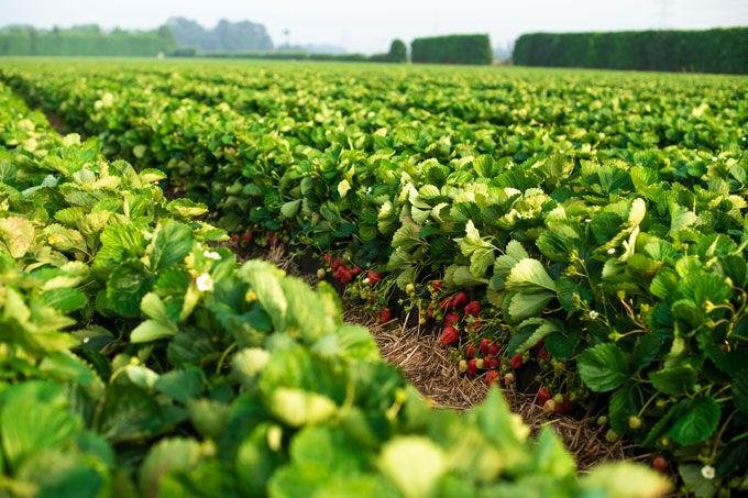 Join the big conversations on #OurFoodFuture at the #HorticultureConference2019 #AsureQuality bit.ly/2vWgFer