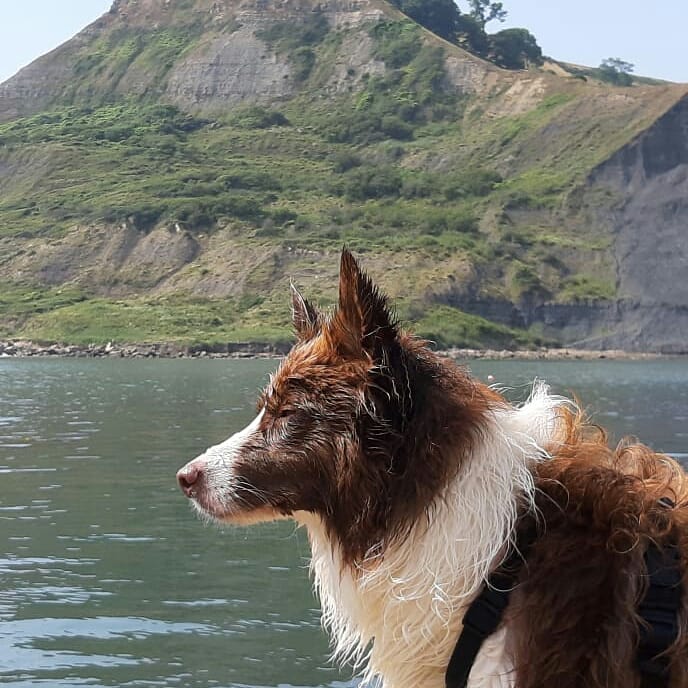 BorderCollieRed's tweet image. Watching my hoomanz doing what I'm not a fan of #swimming #beachday #dorsetcoast #chapmanspool #bordercollie #ilovemydog #collietgedog #dogs