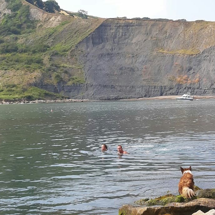 BorderCollieRed's tweet image. Watching my hoomanz doing what I'm not a fan of #swimming #beachday #dorsetcoast #chapmanspool #bordercollie #ilovemydog #collietgedog #dogs