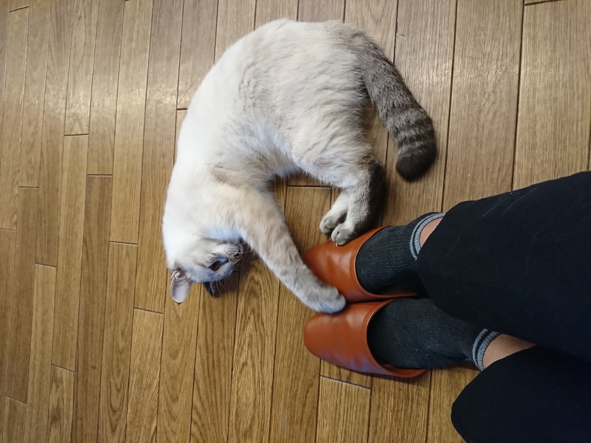 猫カフェgoma Twitter Search Twitter