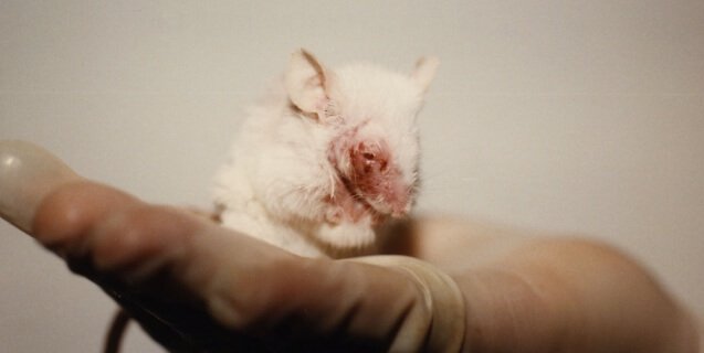 Repost if you want all testing on animals to STOP.