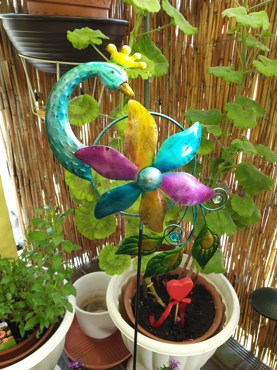 TanjaStrutzl's tweet photo. My mom bought this #windwheel yesterday, love it ! 😍🦚🌬
#peacock # #windchime #wind #wheel https://t.co/Jsa4EuAxCz