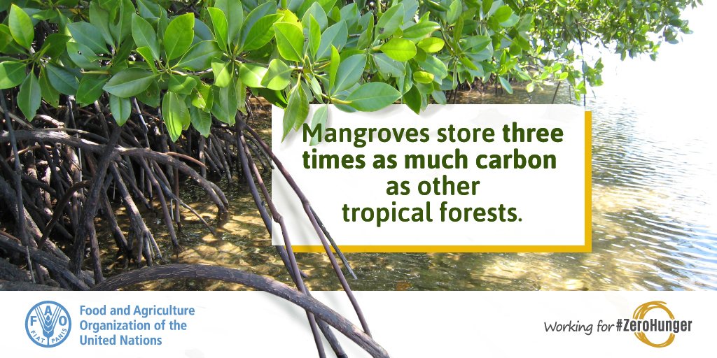 #Mangroves store three times as much carbon as other tropical forests. #WorldMangrovesDay