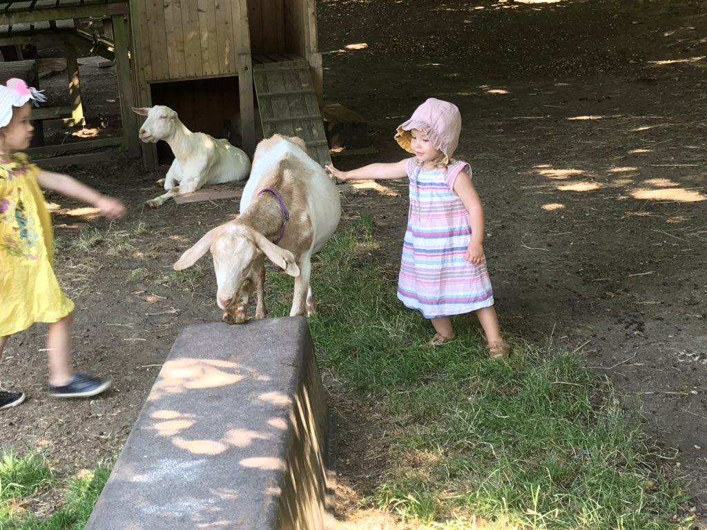 Edspire's tweet photo. Edie is overdue her two year check. I put in a request to have my CONI Health Visitor so I can thank her again and show her timbers amazing little person Edie is growing into! @ButtercupsGoats #ediemae #edieis2 https://t.co/kVXf0uf3gC