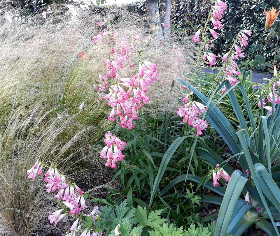 DouentzaGarden's tweet photo. Penstemon looking great at the moment.
#herbaceous #herbaceousborder #mixedborder #gardening #perennials #douentzagarden #Wexford #Ireland #plantcollection #plantenabler #penstemon https://t.co/ydr4ipLhXO