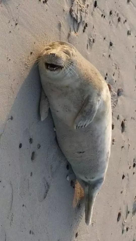 기억해 ! !

걸어다니면               굴러다니면
    물개                           물범