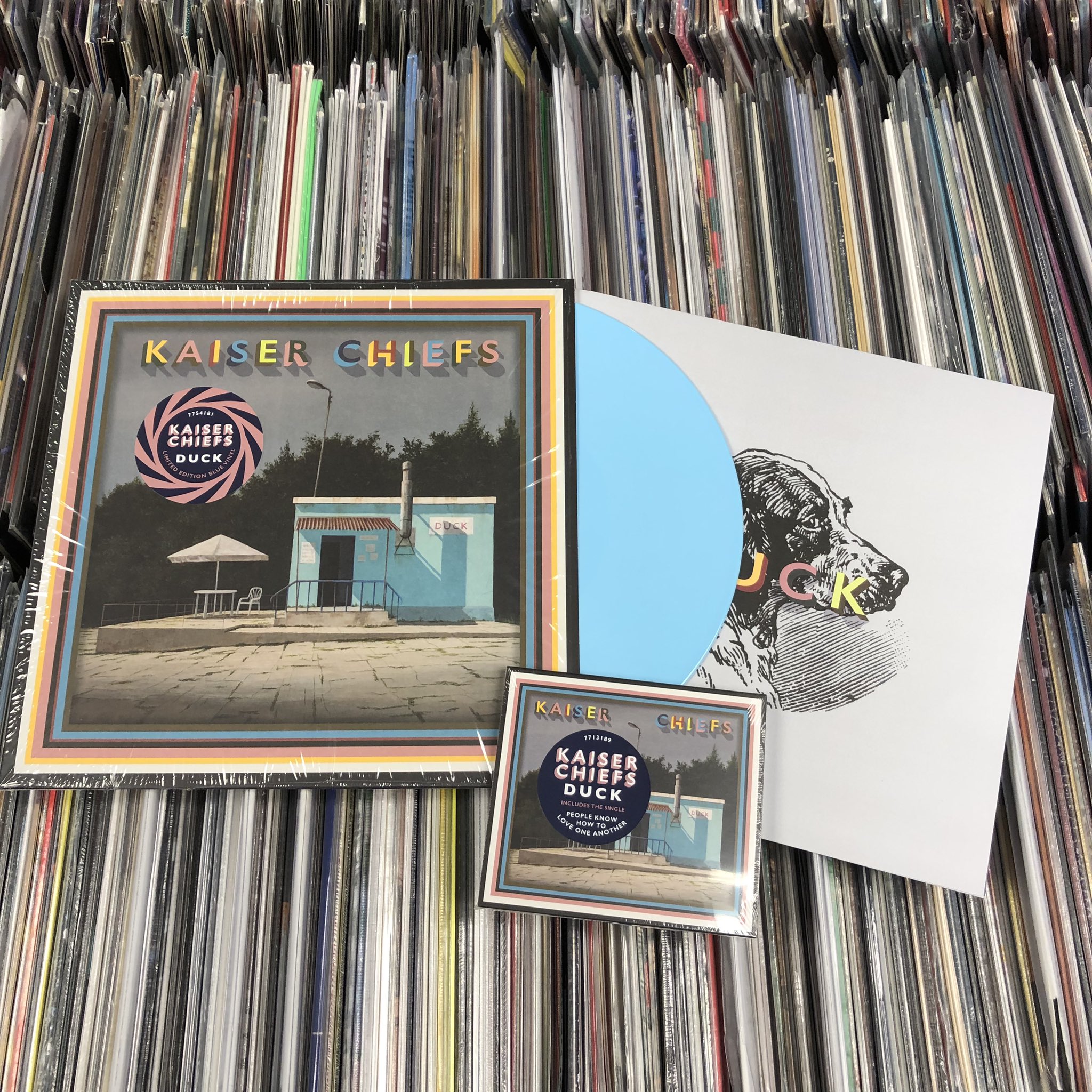 Music Twitterissä: "TODAY! Chiefs - Duck CD LP *limited edition BLUE 7th album from indie rock royalty! undeniably fantastic and undeniably Kaiser Chiefs” says frontman and wallflocker Ricky