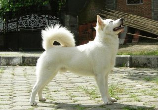 ハッシュタグ キンタマーニ犬 ハッシュタグ キンタマーニ犬