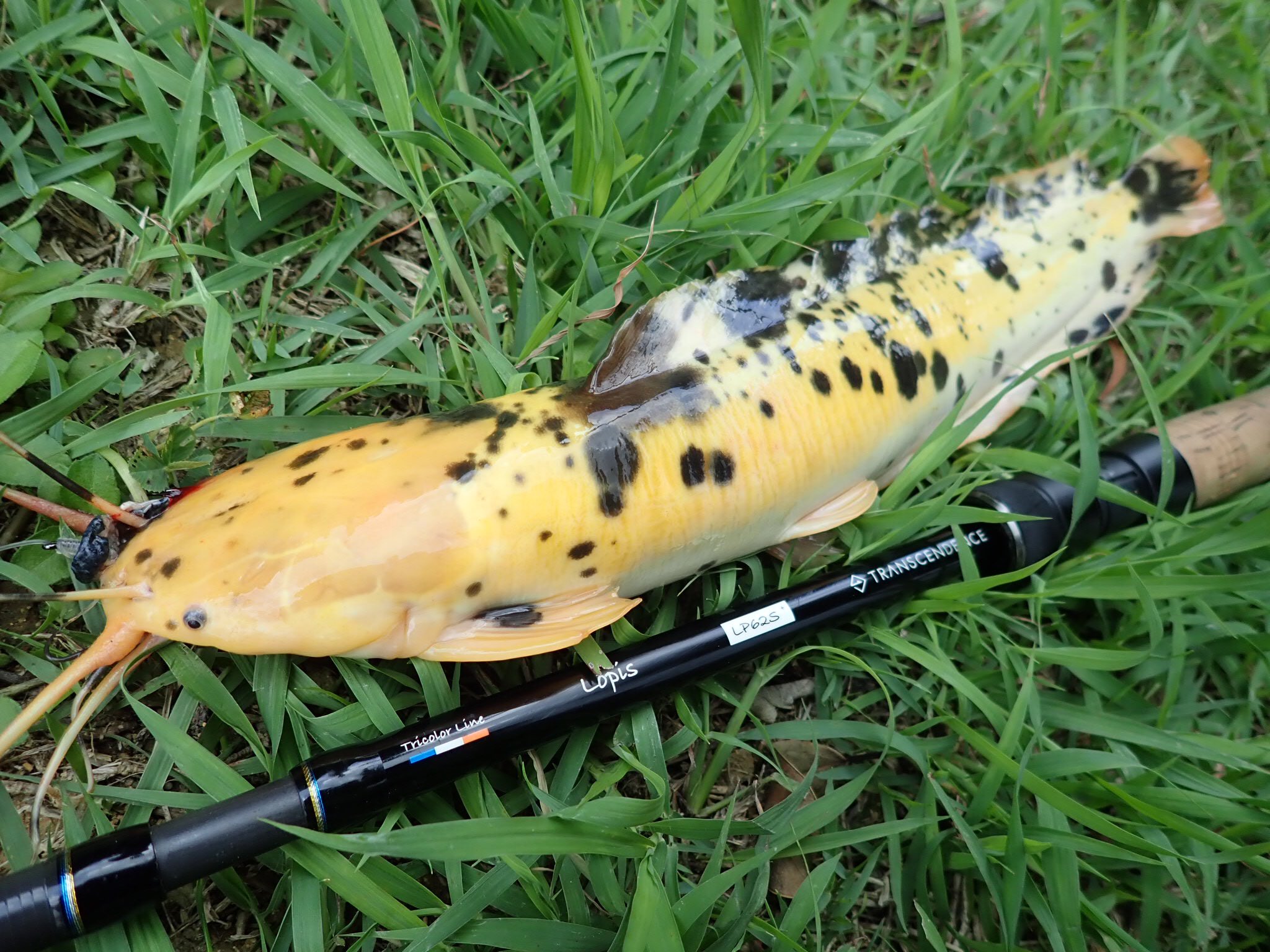 怪魚ハンター山根兄弟 兄 Kimi バナナの様な模様のナマズが釣れました まるでシュガースポット めっちゃ嬉しい クララ 黄金ナマズ 沖縄 T Co Dioxmaz45a Twitter