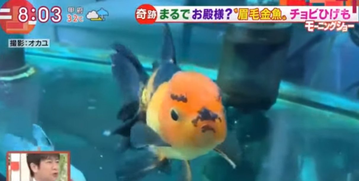 Vyn 眉毛金魚かわいい 羽鳥慎一モーニングショーで紹介されていた 眉毛金魚 気になってググってみたらインスタでも投稿されてた この方が最初に投稿されたのかな とにかくかわいい T Co Zcxruyvnkj眉毛 金魚 かわいい 眉毛金魚 いやし