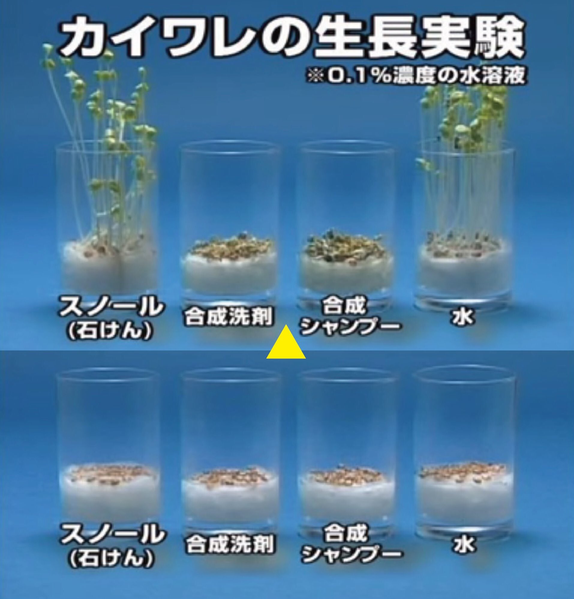 シャボン玉石けん 公式 写真は 洗浄剤の植物への影響を実験したものです 水 石けん は植物がどんどん育ちますが 合成洗剤 合成シャンプー は芽も出ず枯れてしまっています 石けんは生分解性に優れており 使ったあとも海や川を汚さない環境に