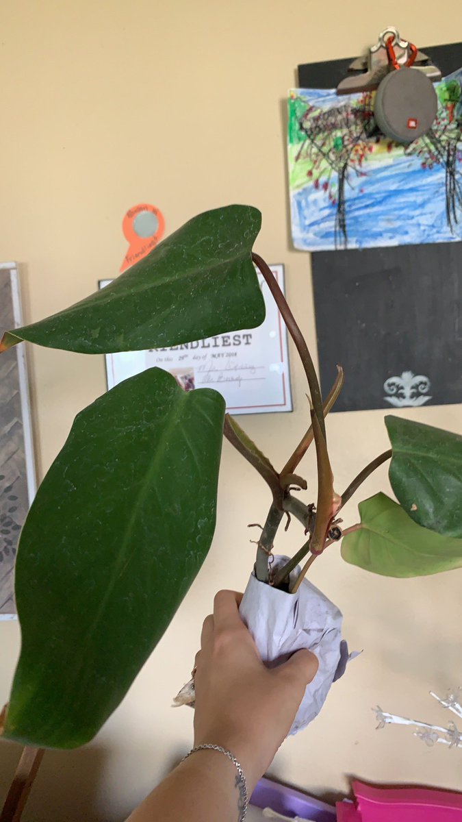 jrowelty's tweet photo. #plantlover #plantobsessed #houseplantclub #thesill #plantsmakepeoplehappy #thepottedjungle #therealhouseplants #plantstyling #plantparenthood #crazyplantlady #instaplants #house_plant_community #urbanjungle #ihavethisthingwithplants #leavesbyjollyjodes https://t.co/DFRNZ3QymA