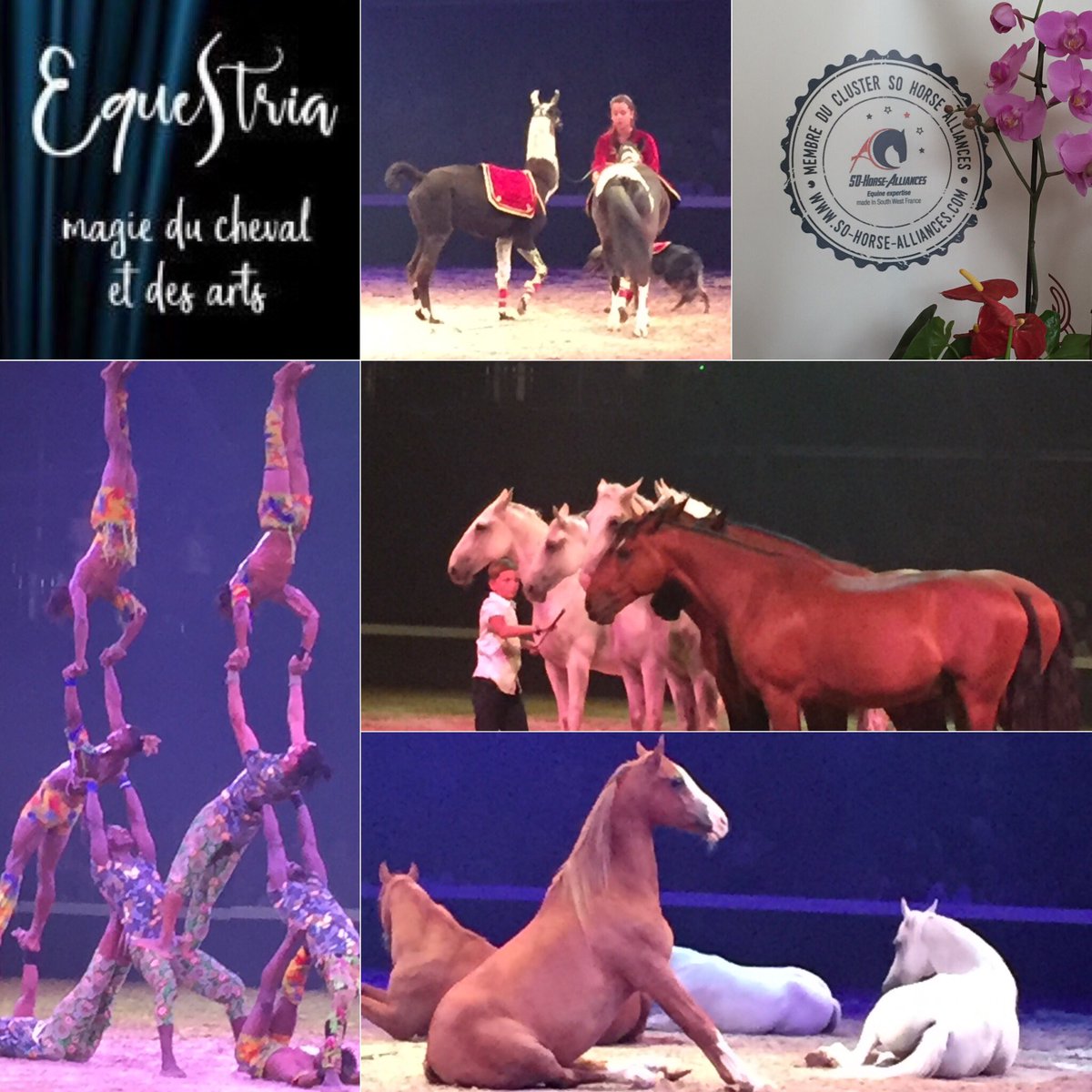 BabettePro's tweet photo. #SOhorse partenaire de @EquestriaTarbes  Magnifique “Nuit de la création” ! A voir! #artsequestres  #HarasTarbes https://t.co/X6eoAawIpv