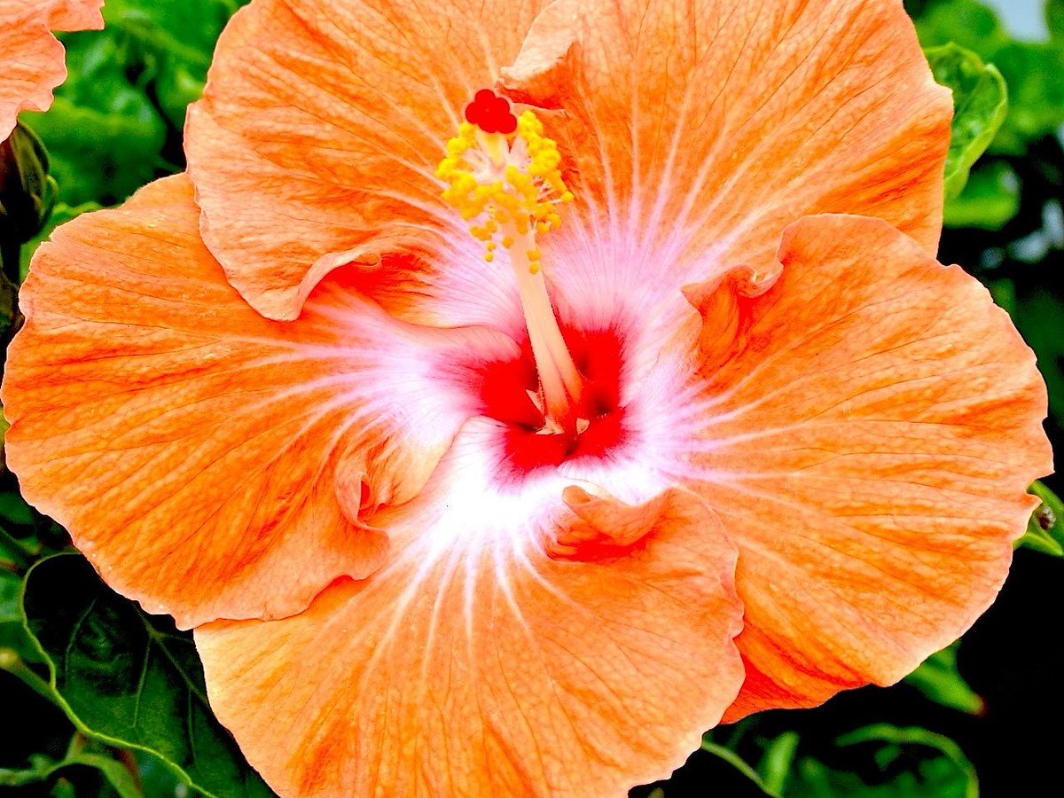 Uzivatel 墨染めの Na Twitteru オレンジ色のハイビスカス ハイビスカス園芸品種 の多くは ハワイで改良されたハワイアン系である ハワイ原産固有種の黄色いハイビスカスは ハワイの州花になっている オレンジ色 園芸品種 ハイビスカス ハワイアン系 ハワイ原産